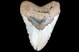 Bargain, Megalodon Tooth - North Carolina #83980-1